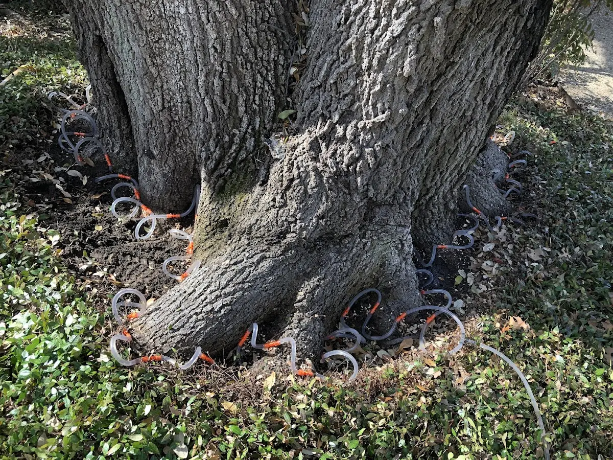 Detailed Tree Cabling and Bracing job site in North Hampton