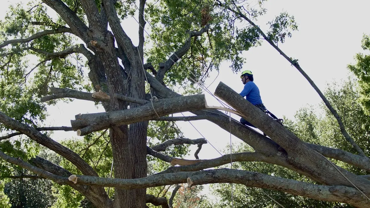 Professional Crown Thinning performed by certified arborists in North Hampton